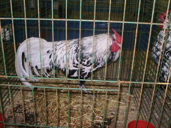 P8161732
