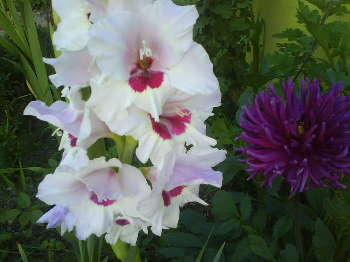 DSC00549 - gladiole 50 culori- bulbii de vanzare