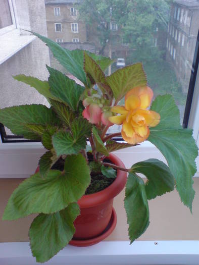 DSC01986; Begonia - Crispa Marginata - Yellow (Galben)

