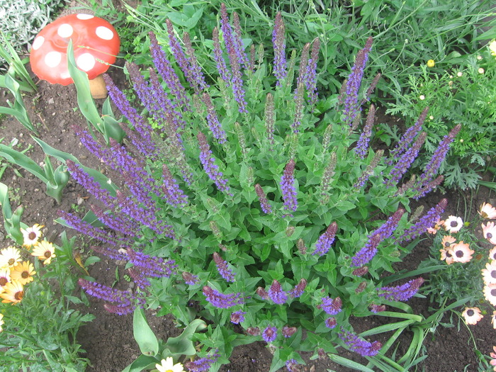 salvia - gradina cenusaresei