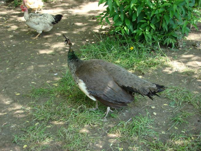 DSC00411