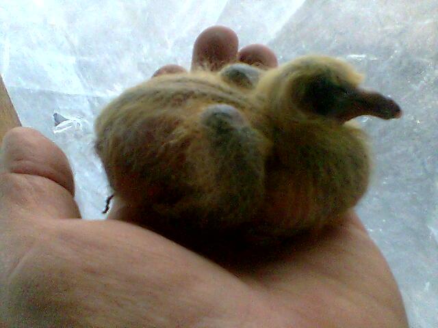 acelasi pui a 6 a  zi