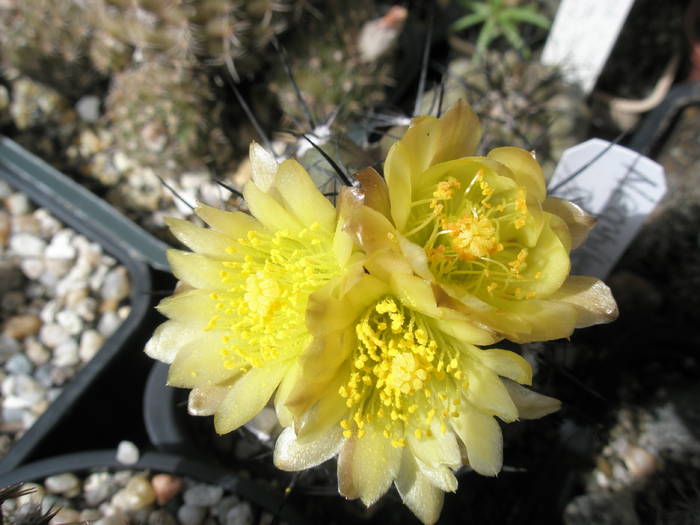 Neochilenia crispa - flori - DIVERSE specii de cactusi