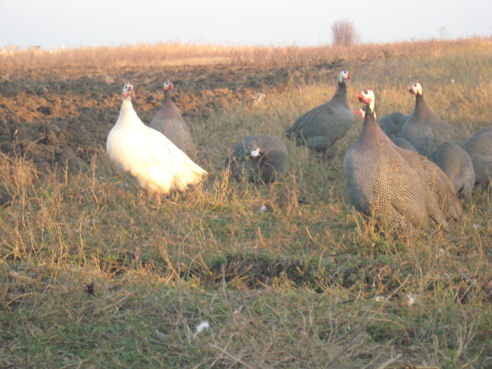 Bibilici