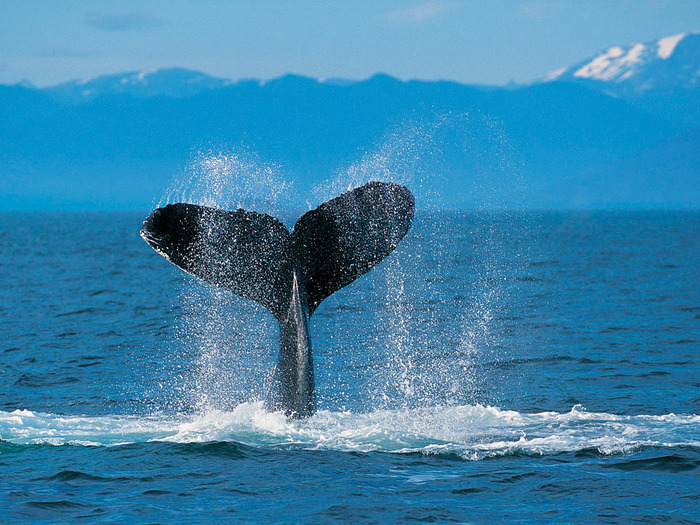Humpback Whale - paduri flori frunze rauri si multe altele