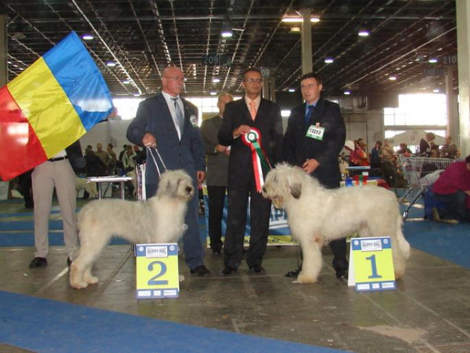 poze puiu - Euro Dog Show  05-10-2008 - Budapesta