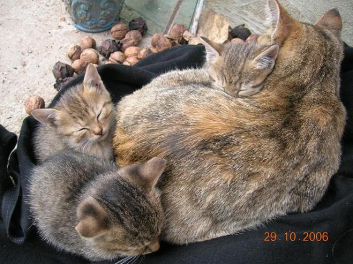 DSCN9283 - pisici din 2006