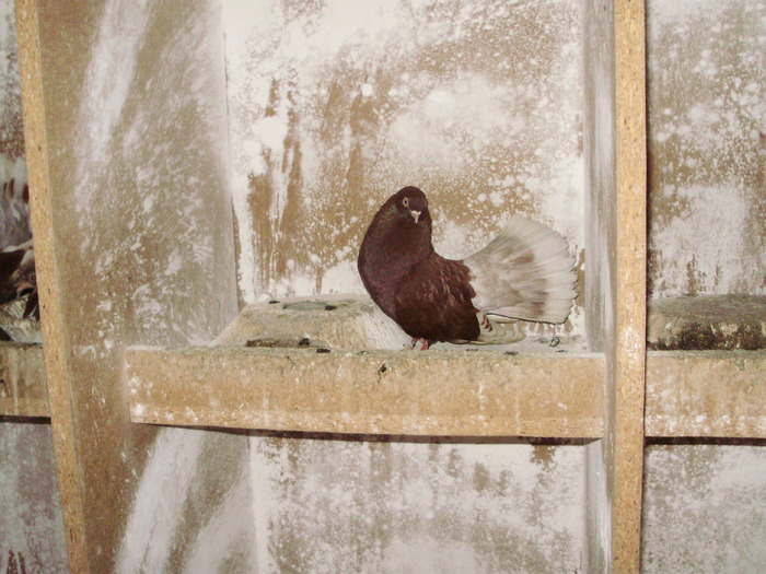 P9061364 - 1709 Marian Anghel