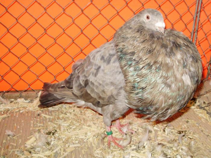 00648 canario braunfahl 0