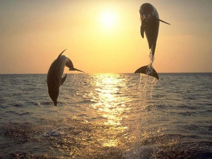 delfini - PARADISUL delfinilor