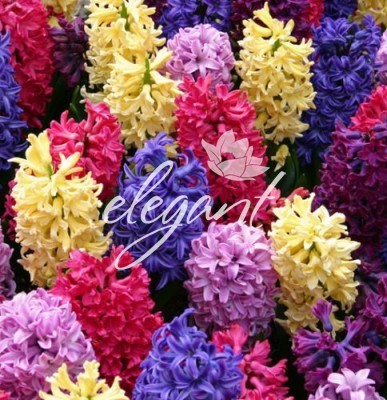 zambile multicolore - Flori