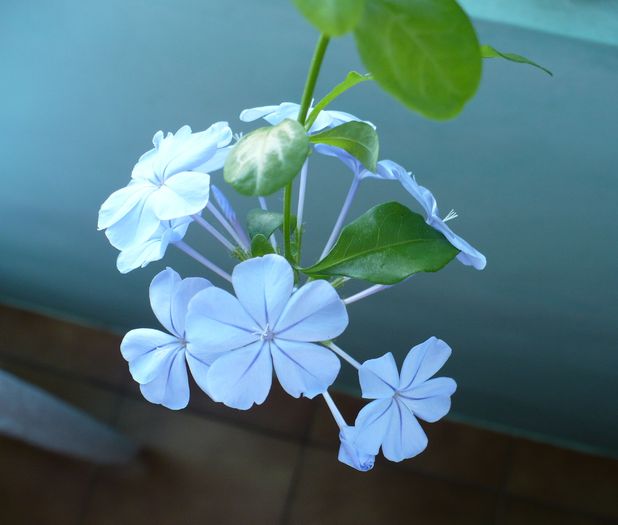 P1160381 - PLUMBAGO