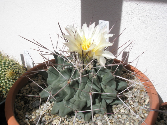 Thelocactus rinconensis - 20.09 - Thelocactus