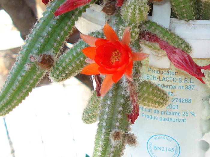 CACTUS
