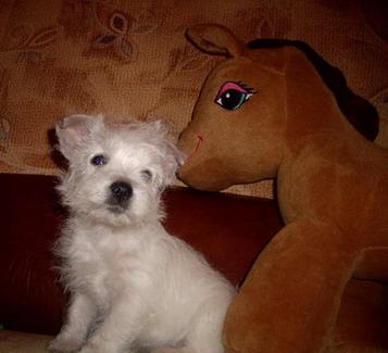 24.02.09 - West highland white terrier-Cezar