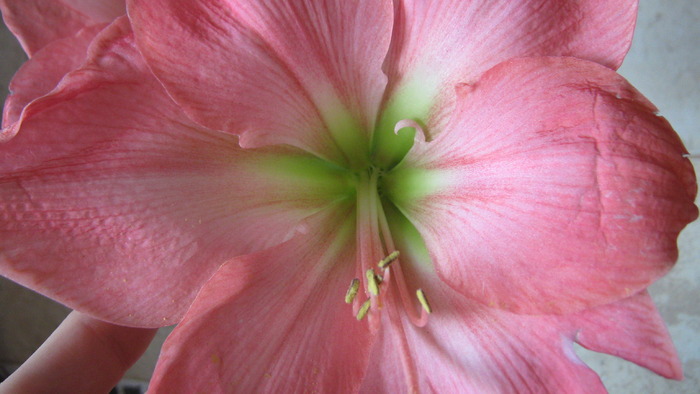 detaliu floare