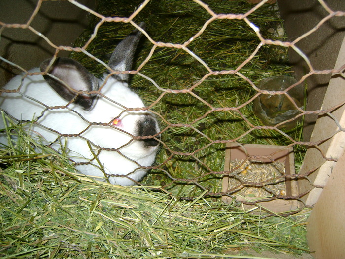Picture 169 - iepuri californieni