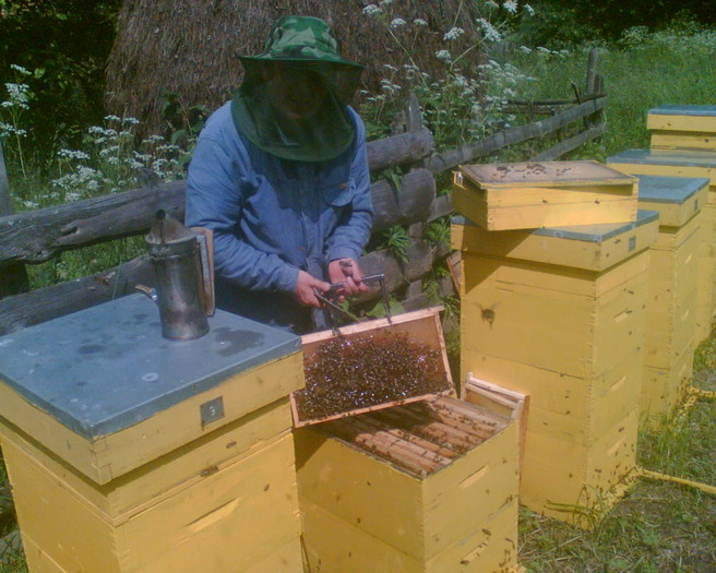 Picture 006 - apicultura