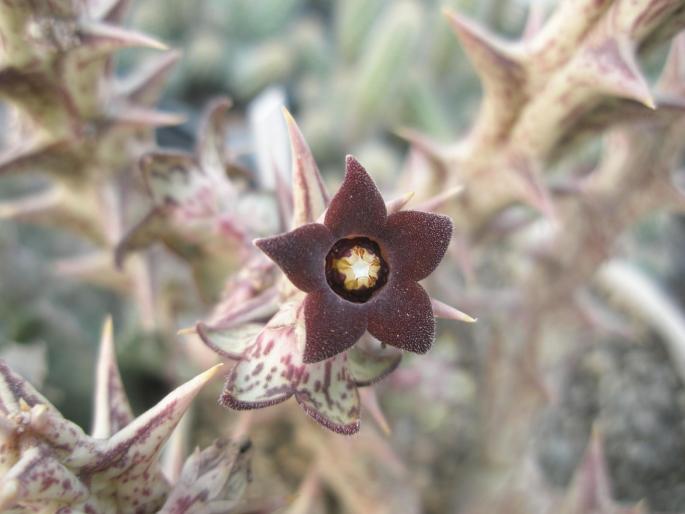 floare de Caralluma hesperidum