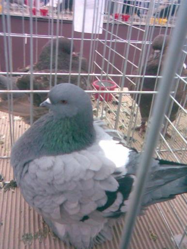 mondain - 1502 partea 3