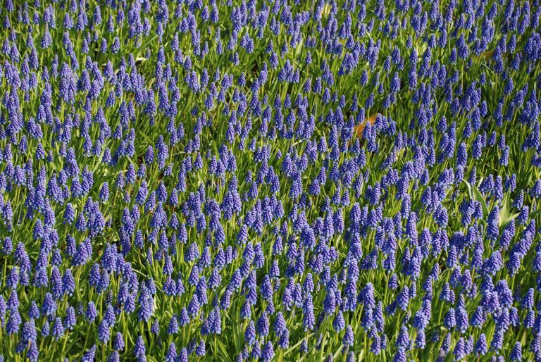 Afbeelding 795 - Keukenhof 2008