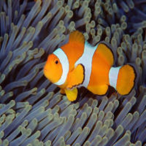 False%20Clown%20Anemonefish,%20Bali,%20Indonesia