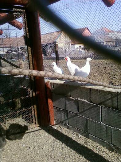fazani albi - fazani albi