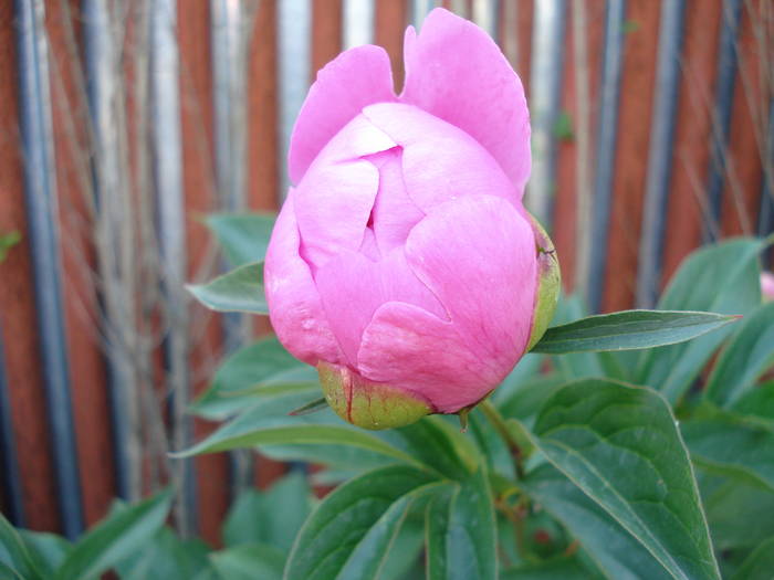 Common Garden Peony (2009, May 14) - BUJORI_Peony Paeonia