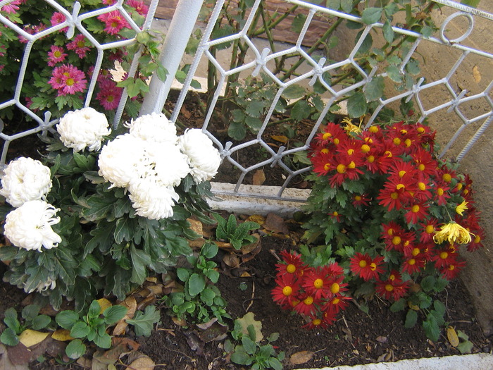 14noiembrie 005 - flori de gradina 2009