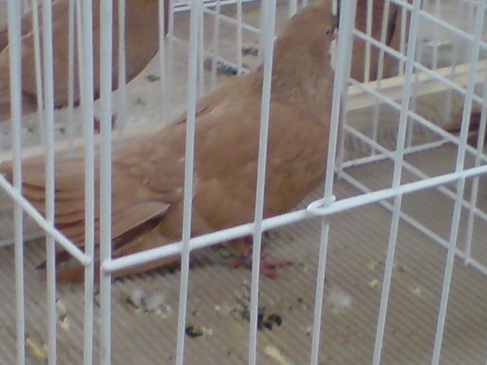 DSC00915