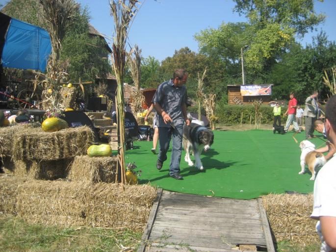 IMG_3287 - EXPO Tg Mures 2008