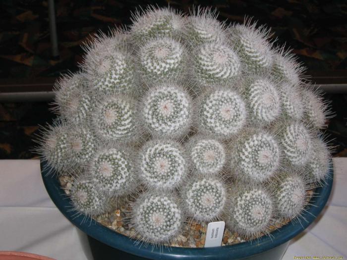 mammillaria_spinosissima_peter__karen_sherman