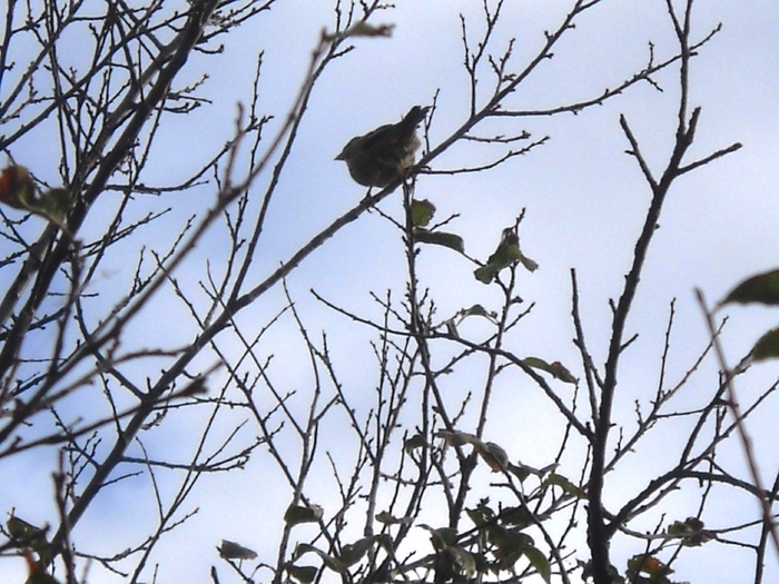 Picture 257 - aspecte insecte si alte vietati de prin paduri si parcuri