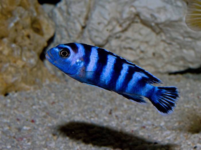 105744 - African Cichlid