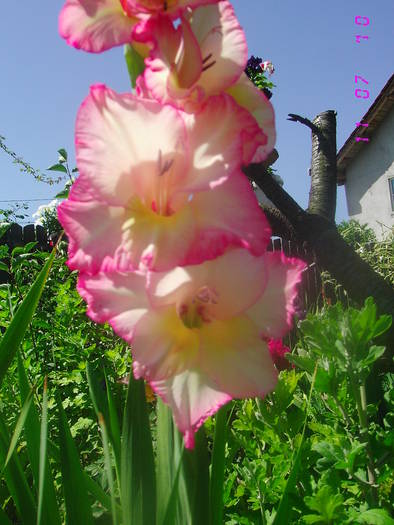 Gladiola de la Bakker