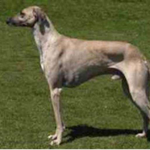 OGAR ARAB - RASE CAINI