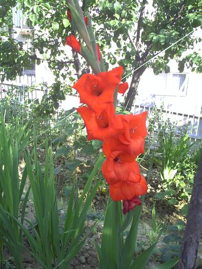 GLADIOLA