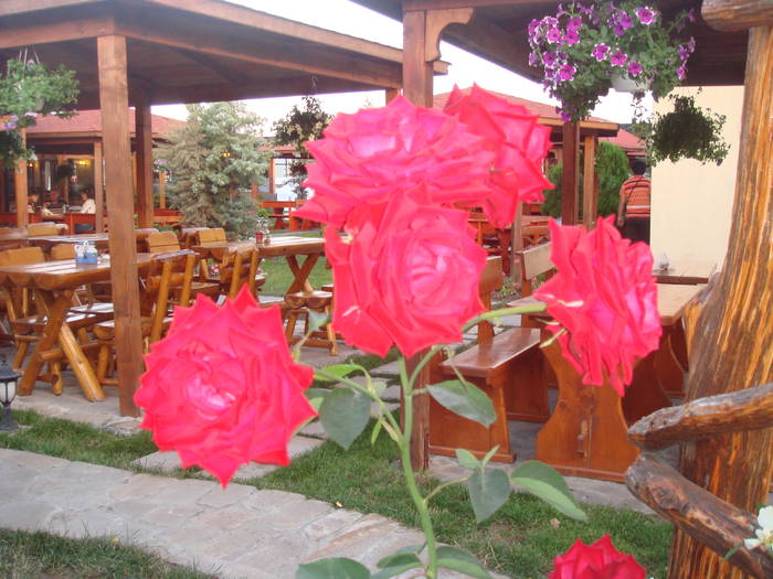 DSC01751 - trandafiri Romaniei