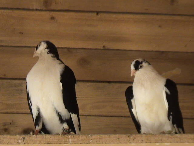 DSC01690