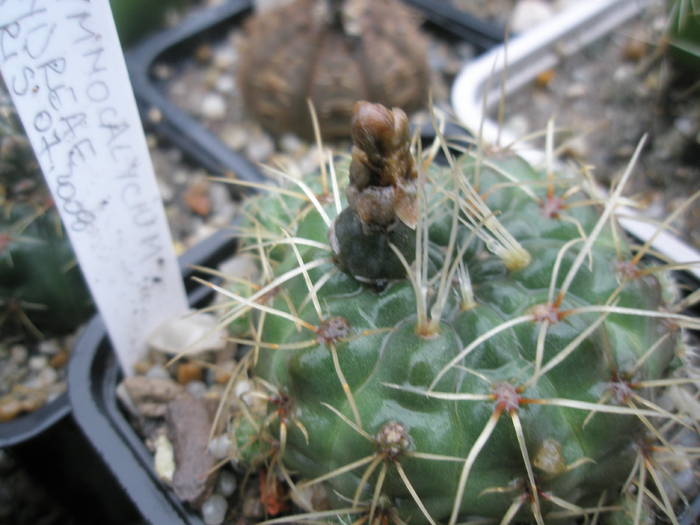 Gymnocalycium andreae - fruct 12.07 - FRUCTE de cactusi si suculente