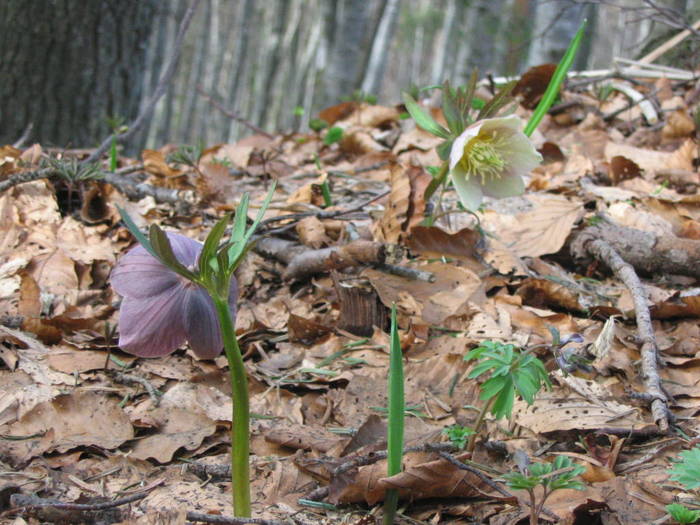 Munte aprilie 2008 - Busteni 2008 - Flori de primavara