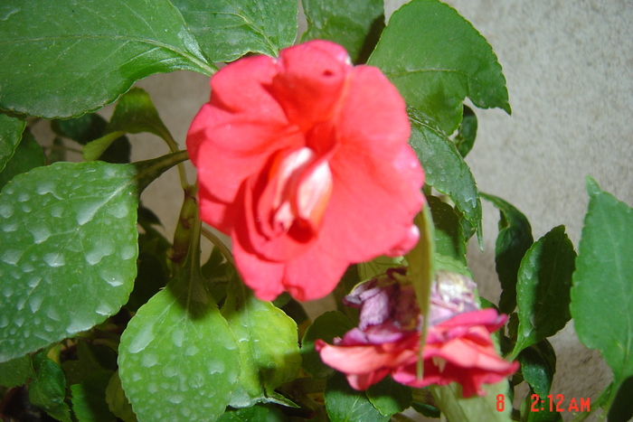 camellia