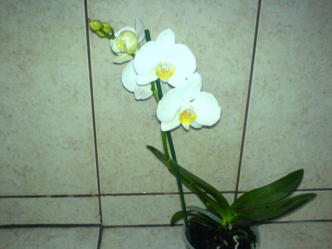 orhideealba