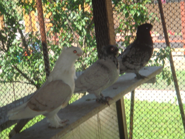 DSC00866