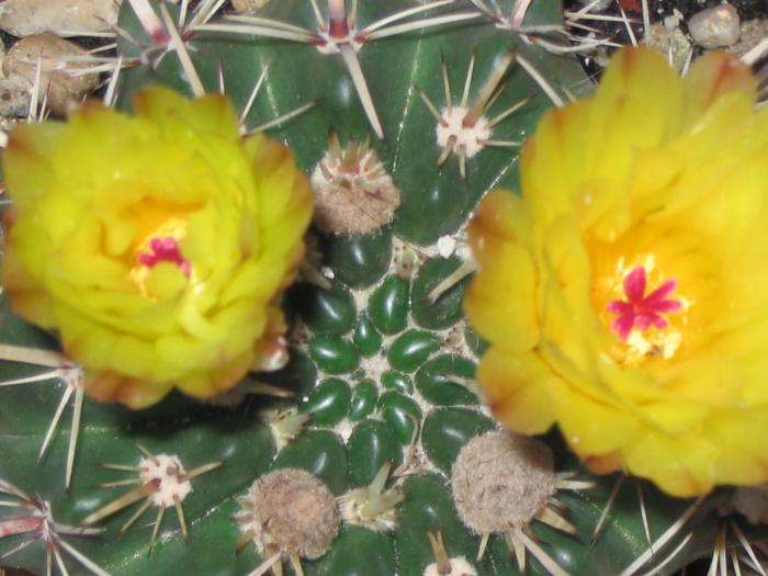 Notocactus submammulosus - Iunie 2008 - Cactusi