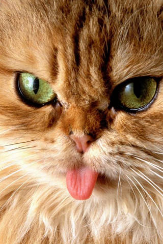 Wallpapers iPhone Animale Poze kitty[1] - animale