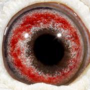 RIYKXHNCUIRWXKRNOKG - OCHII PORUMBEILOR