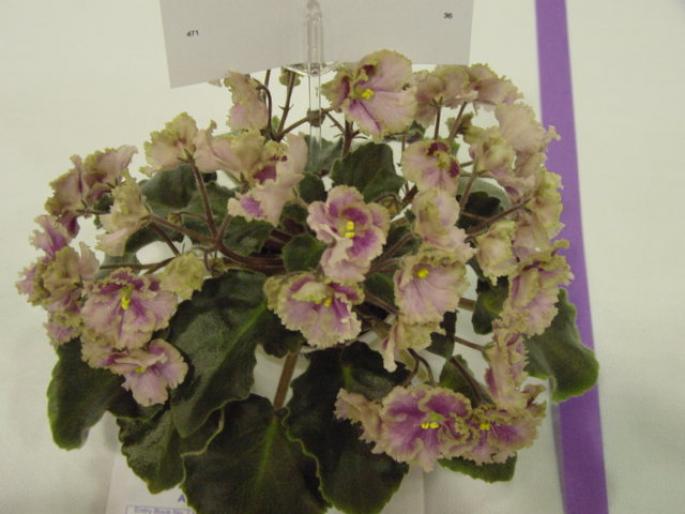 Robs_Antique_Rose_2005avsa - violete de pe net 1