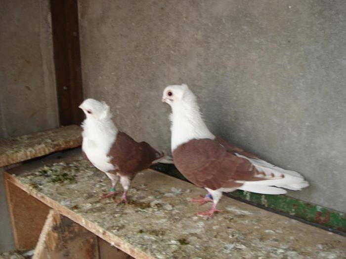 FLORENTINI GERMANI - PORUMBEI pescarusi germani