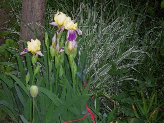 DSCI0236 - flori din gradina mea